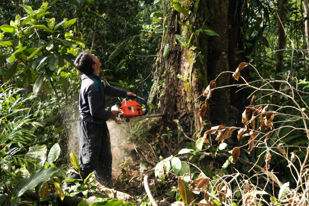 Best Stump Grinding and Removal  in Riverside, AL